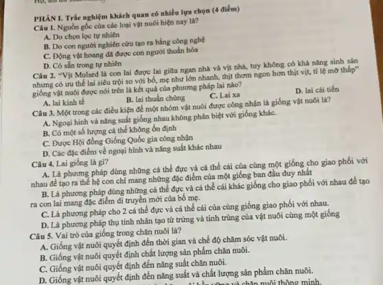 PHÀN I. Trắc nghiệm khách quan có nhiều lựa chọn (4 điểm)
Câu 1. Nguồn gốc của các loại vật nuôi hiện nay là?
A. Do chọn lọc tự nhiên
B. Do con người nghiên cứu tạo ra bằng công nghệ
C. Động vật hoang dã được con người thuần hóa
D. Có sẵn trong tự nhiên
Câu 2. "Vịt Mulard là con lai được lai giữa ngan nhà và vịt nhà, tuy không có khả nǎng sinh sản
nhưng có ưu thế lai siêu trội so với bố, mẹ như lớn nhanh, thịt thơm ngon hơn thịt vịt,tỉ lệ mỡ thâp"
giống vật nuôi được nói trên là kết quả của phương pháp lai nào?
C. Lai xa
D. lai cải tiến
A. lai kinh tế
B. lai thuần chủng
Câu 3. Một trong các điều kiện để một nhóm vật nuôi được công nhận là giống vật nuôi là?
A. Ngoại hình và nǎng suất giống nhau không phân biệt với giống kháC.
B. Có một số lượng cá thể không ổn định
C. Được Hội đồng Giống Quốc gia công nhận
D. Các đặc điểm về ngoại hình và nǎng suất khác nhau
Câu 4. Lai giống là gì?
A. Là phương pháp dùng những cá thể đực và cá thể cái của cùng một giống cho giao phối với
nhau để tạo ra thế hệ con chi mang những đặc điểm của một giống ban đầu duy nhất
B. Là phương pháp dùng những cá thể đực và cá thể cái khác giống cho giao phối với nhau để tạo
ra con lai mang đặc điểm di truyền mới của bố mẹ.
C. Là phương pháp cho 2 cá thể đực và cá thể cái của cùng giống giao phối với nhau.
D. Là phương pháp thụ tinh nhân tạo từ trứng và tinh trùng của vật nuôi cùng một giống
Câu 5. Vai trò của giống trong chǎn nuôi là?
A. Giống vật nuôi quyết định đến thời gian và chế độ chǎm sóc vật nuôi.
B. Giống vật nuôi quyết định chất lượng sản phẩm chǎn nuôi.
C. Giống vật nuôi quyết định đến nǎng suất chǎn nuôi.
D. Giống vật nuôi quyết định đến nǎng suất và chất lượng sản phẩm chǎn nuôi.
chǎn nuôi thông minh.