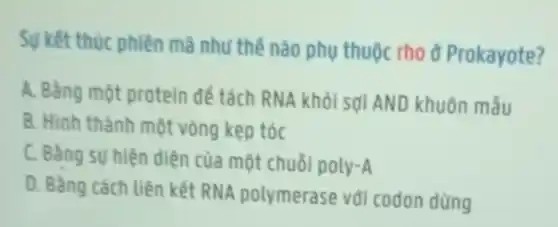 Sự kết thúc phiên mã như thế nào phụ thuộc rho d Prokayote?
A. Bằng một protein để tách RNA khỏi sợi AND khuôn mẫu
B. Hinh thành một vòng kẹp tóc
C. Bằng sự hiện diện của một chuôi poly-A
D. Bằng cách liên kết RNA polymerase với codon dừng