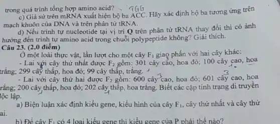 trong quá trình tổng hợp amino acid?
c) Giả sử trên mRNA xuất hiện bộ ba ACC. Hãy xác định bộ ba tương ứng trên
mạch khuôn của DNA và trên phân tử tRNA.
d) Nếu trình tự nucleotide tại vị trí Q trên phân tử tRNA thay đổi thì có ảnh
hưởng đến trình tự amino acid trong chuỗi polypeptide không?Giải thích.
Câu 23. (2,0 điểm)
Ở một loài thực vật, lần lượt cho một cây F_(1) giao phấn với hai cây khác:
- Lai với cây thứ nhất được F_(2) gồm: 301 cây cáo,hoa đỏ; 100 cây cao, hoa
trắng; 299 cây thấp,hoa đỏ; 99 cây thấp, trắng. 1
- Lai với cây thứ hai được F_(2) gồm: 600 cây cao, hoa đỏ; 601 cây cao hoa
rắng; 200 cây,thấp , hoa đỏ; 202 cây thấp, hoa trắng. Biết các cặp tính trạng di truyền
lộc lập.
ai.
a) Biện luận xác định kiểu gene, kiểu hình của cây F_(1) , cây thứ nhất và cây thứ
b) Đề cây F_(1) có 4 loại kiểu gene thì kiểu gene của P phải thế nào?