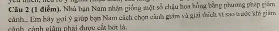 you unch, neuroy nghĩa (học điểm)	"C
Câu 2 (1 điểm).Nhà bạn Nam nhân giống một số chậu hoa hồng bằng phương pháp giâm
cành.. Em hãy gợi ý giúp bạn Nam cách chọn cành giâm và giải thích vì sao trước khi giâm
cành cành giâm phải được cắt bớt lá.