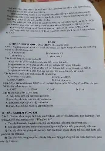 vàng tron: 3 hạt vàng nhǎn: 3 hạt xanh tron: I hạt xanh nhãn. Hãy chỉ ra nhận định nào đúng
nhận đình nào sai khi nói về phép lai trên:
a) Khi phân tích tỷ lệ phân ly của từng cặp trạng nhận thấy tỳ lệ kiểu hình chung của F2
bằng tích ty phân ly của từng cũp tính trạng điều đó chứng tỏ rằng các tính trạng màu sắc và
hình dạng hạt đậu đã di truyền độc lập với nhau.
b) Mendel đã giai thích kết quả thí nghiệm này bằng quy luật phân ly độc lập, do đó Fl có kiểu
gen AaBb khi giàm phân cho 4 loại giao tử khác nhau và có tỷ lệ bằng nhau: AB. Ab aB. Ab.
c). Các cây hạt Vàng trơn ở F2 do 4 kiểu gen quy định: AABB, Aabb AABb, AaBB
d). Trong số cây hạt vùng trơn ở F2 thì cây vàng trơn có kiểu gen dị hợp về 1 cặp gen chiếm
tỷ lệ 4/9
__
DE SÓ 11
I. TRÁC NGHIEM NHIỀU LƯA CHỌN:Chọn đáp án đúng
Câu 1: Người mang nhóm máu AB có thể truyền máu cho người mang nhóm máu nào mà không
xảy ra sự kết dính hồng cầu?
A. Nhóm máu O
B. Nhóm máu AB
C. Nhóm máu A
D. Nhóm máu B
Câu 2: Nội dung của di truyền học là
A. nghiên cứu cơ sở vật chất, cơ chế của hiện tượng di truyền.
B. nghiên cứu cơ sở vật chất, cơ chế, tính quy luật của hiện tượng di truyền.
C. nghiên cứu cơ sở vật chất, cơ chế, tính quy luật của hiện tượng di truyền và biến dị.
D. nghiên cứu cơ sở vật chất, tính quy luật của hiện tượng di truyền và biến dị.
Câu 3: Nucleic acid là từ chung dùng để chi cấu trúc
A. Protein và acid amin.
B. Protein và DNA
C. DNA và RNA.
D. RNA và protein.
Câu 4: Một gen có chiều dài 4080A và số nuclêôtit loại A chiếm 20%  tổng số nuclêôtit của gen.
Số liên kết hiđrô của gen là
A. 15600
B. 12000
C. 2640
D. 3120
Câu 5: Đột biến điểm có các dạng
A. mất, thêm, thay thế một cặp nucleotide.
B. mất, thay thế một hoặc vài cặp nucleotide.
C. mất, thêm một hoặc vài cặp nucleotide.
D. thêm, thay thế một hoặc vài cặp nucleotide.
II. TRÁC NGHIỆM ĐÚNG SAI
Câu 6: Cho biết allele A quy định thân cao trội hoàn toàn so với allele a quy định thân thấp. Theo
lí thuyết, mỗi phát biểu sau đây là Đúng hay Sai?
a) Cho cây thân cao tự thụ phấn không thể xác định được kiều gene của cây thân cao.
b) Cho cây thân cao giao phấn với cây thân thấp xác định được kiểu gene của cây thân cao.
c) Cho cây thân cao giao phấn với cây thân cao thuần chủng không thể xác định được kiểu
gene của cây thân cao.
d) Cho cây thân cao giao phấn với cây thân cao dị hợp không thể xác định được kiểu gene
của cây thân cao.