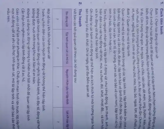 1. Cách tiến hành
Bước 1: Chọn loài động vật quan sát
Chọn it nhắt hai loài động vật đế quan sát và mô tả tập tính. Nên chọn những động vật biến, để tìm, động vật sống trong điếu kiện tự nhiên hoặc nuôi nhớt, động vật ủa hoạt đọ̣ Vi đự: Còn trùng như gián, bọ ngựa, châu chấu, cào cào, dế mèn, ong, bướm, kiến, nh ruối, muối, cá, tôm trong bé nuôi, Lưỡng cư như cớc, çch; Bò sát như thần lằn; Chim nhu vịt, ngan, ngông, bó câu, chim sẻ và Thú như chó, mèo, trâu, bò, ngựa, lợn, đê, chuột s Bước 2: Quan sát và mô tả tập tỉnh
Quan sát và mô tả một số tập tính trong só các tập tính sau: tập tính kiếm ăn (rinh bắt mói), tập tinh tự vệ lắnh trón, đeoại, tập tính bảo vệ lănh thó (đe doa, tấn công) tính sinh sản (ve văn, làm tố, áp trứng, chăm sóc và bảo vệ con non), tập tính xă hội tỉnh thư bảc, tập tinh hợp tác),...
- Tim hiếu nguyên nhân gây ra tập tính ở động vật như tiếng động, âm thanh, ánh s hiện diện của vật hay động vật khác, mủi, va chạm, đói, khát, nhiệt độ,... và tim hiế ich khi động vật thực hiện tập tinh.
Ghi chép lại các hành vi mà động vật thế hiện do kích thich từ môi trường ngoài ho bên trong (ví dụ: đói, khát). Ghi lại ngày, giờ, địa điếm quan sát.
2. Thu hoạch
Viết báo cáo kết quả quan sát theo các nội dung sau:

 Tèn đọng vật & Tạp tinh quan sát và mô tả & Nguyên nhân gày ra tăp tinh & Lợich của tạp t

Một só lưu ý khi tiến hành quan sát:
- Tránh sự hiện diện của con người làm động vật không thế hiện tập tính.
- Không tiến hành quan sát trên động vật nghi bi nhiễm bệnh, có độc tố, động vật hư không được nuôi nhớt trong khu vực bảo vệ an toàn.
- Không sử dụng các động vật trong tự nhiên mới bắt nhớt đế quan sát tập tính.
- Cán thận khi nghiên cứu tập tính động vật ở ao, hó,...
Giáo viên có thé lựa chọn phương án khác: Chiếu lên màn hình lớn trước lớp tập tin một só động vật và yêu cáu học sinh quan sát, mô tả tập tính và viết báo cáo thê mảu trên.