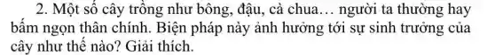 2. Một số cây trồng như bông,đậu, cà chua __ người ta thường hay
bấm ngọn thân chính. Biện pháp này ảnh hưởng tới sự sinh trưởng của
cây như thế nào? Giải thích.