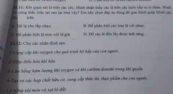 23.11: Khi quan sát lá trên các cây, Minh nhận thấy các lá trên cây luôn xếp so le nhau Minh
vô cùng thắc mắc tại sao lại như vậy? Em hãy chọn đáp án đúng đề giải thích giúp Minh câu
hỏi trên.
A. Để lá che lấp nhau.
B. Để phân biệt các loại lá với nhau.
C. Để phân biêt lá non với lá già.
D. Để các lá đều lấy được ánh sáng.
23.12: Cho các nhận định sau:
1-Cung cấp khi oxygen cho quá trình hô hấp của con người.
2-Giúp điều hòa khi hậu.
3-Cân bằng hàm lượng khí oxygen và khí carbon dioxide trong khi quyển.
4-Tạo ra các hợp chất hữu cơ, cung cấp thức ǎn, thực phẩm cho con người.
5-Chống xói mòn và sạt lở đất.