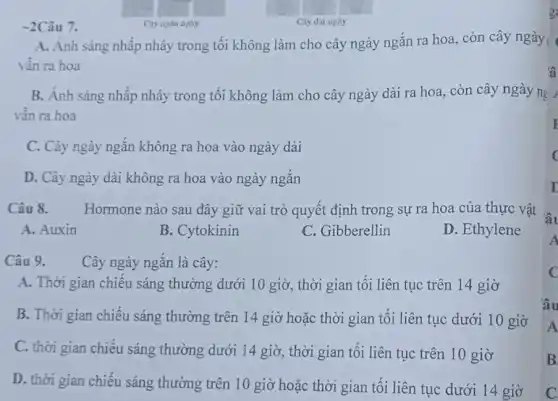 -2Câu 7.
Cay dai ngay
A. Ánh sáng nhấp nháy trong tối không làm cho cây ngày ngắn ra hoa, còn cây ngày
vần ra hoa
B. Ánh sáng nhấp nháy trong tối không làm cho cây ngày dài ra hoa, còn cây ngày ng
vẫn ra hoa
C. Cây ngày ngắn không ra hoa vào ngày dài
D. Cây ngày dài không ra hoa vào ngày ngắn
Câu 8. Hormone nào sau đây giữ vai trò quyết định trong sự ra hoa của thực vật
A. Auxin
B. Cytokinin
C. Gibberellin
D. Ethylene
Câu 9.
Cây ngày ngắn là cây:
A. Thời gian chiếu sáng thường dưới 10 giờ, thời gian tối liên tục trên 14 giờ
B. Thời gian chiếu sáng thường trên 14 giờ hoặc thời gian tối liên tục dưới 10 giờ
C. thời gian chiếu sáng thường dưới 14 giờ, thời gian tối liên tục trên 10 giờ
D. thời gian chiếu sáng thường trên 10 giờ hoặc thời gian tối liên tục dưới 14 giờ
B
'â
I
c
I
âu
A
c
âu
A
B
C