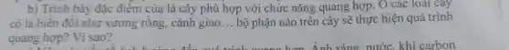 b) Trinh bày đặc điểm của lá cây phù hợp với chức nǎng quay sẽ thực hiện quá trình phù
__ bộ phận nào trên cái so thứ c hiện quá trình
quang hợp? Vì sao?
should