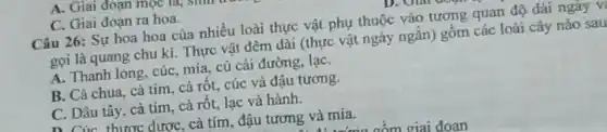 C. Giai đoạn ra hoa.
Câu 26: Sự hoa hoa của nhiều loài thực vật phụ thuộc vào tương quan độ dài ngày v
gọi là quang chu kì. Thực vật đêm dài (thực vật ngày ngǎn) gồm các loài cây nào sau
A. Thanh long, cúc mía, củ cải đường lạC.
B. Cà chua, cà tím, cà rôt, cúc và đậu tương.
C. Dâu tây, cà tím, cà rôt, lạc và hành.
n Của thươc được, cà tím, đậu tương và mía.