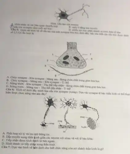 chứa nhân và các bào quan chuyên hiệt
cuối ngà trụC.
bao myelin.
phân nhánh ra khỏi thàn tế bào
hình vẽ về cấu tạo của một synapse hóa học chươi đity, hãy cho biết các cấu trúc được đánh số 2,4,5,6 là lượt là
A. Chùy synapse-Khe synapse - Màng sau - Bòng chứa chất trung gian hóa học
B. Chủy synapse-Mang sau - Khe synapse - Ti thể
C. Mang trute-Khe synapse - Thu thể tiếp nhận - Bông chứa chất trung gian hóa họC.
D. Mang trute-Mang sau - Thu thế tiếp nhận - Tỉ thể
Clu 6: Hinh ve dưới đây minh họa cấu trúc synapse (xinap)Dựa vào synapse tế bào thần kinh có thể thực
hiện được chức nǎng nào sau đây?
A. Phối hop xuly và lựu trữ thông tin
B. Dẫn truyền xung thân kinh giữa các neuron với nhau và với tế bào kháC.
C. Tiếp nhận được kích thích từ bên ngoài.
D. Hinh thành và tiếp nhận xung thần kinh.
Câu 7: Dựa vào hình vẽ bên dưới cho biết chức nǎng của sợi nhánh thần kinh là gl?