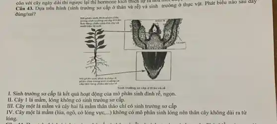 còn với cây ngày dài thì ngược lại thị hormone kich thich sự Câu 43. Dựa trên hình (sinh trưởng sơ cấp ở thân và rể) và sinh trưởng ở thực vật. Phát biêu nào sau đay đúng/sai?
I. Sinh trưởng sơ cấp là kết quả hoạt động của mô phân sinh đỉnh rễ, ngọn.
II. Cây 1 lá mầm, lóng không có sinh trưởng sơ cấp.
III. Cây một lá mầm và cây hai lá mầm thân thảo chỉ có sinh trưởng sơ cấp
IV. Cây một lá mầm (lúa, ngô, có lóng vực,...) không có mô phân sinh lóng nên thân cây không dài ra từ lóng.