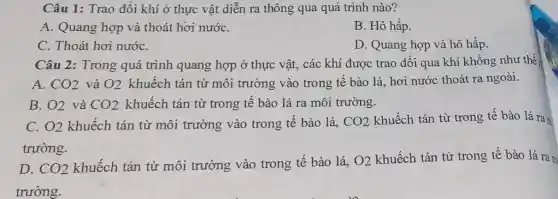 Câu 1: Trao đôi khí ở thực vật diễn ra thông qua quá trình nào?
A. Quang hợp và thoát hơi nướC.
B. Hô hấp.
C. Thoát hơi nướC.
D. Quang hợp và hô hấp.
Câu 2: Trong quá trình quang hợp ở thực vật.. các khí được trao đổi qua khí khổng như thế
A. CO2 và O2 khuếch tán từ môi trường vào trong tế bào lá,hơi nước thoát ra ngoài.
B. O2 và CO2 khuếch tán từ trong tế bào lá ra môi trường.
C. O2 khuếch tán từ môi trường vào trong tế bào lá, CO2
khuếch tán từ trong tế bào lá ram
trường.
D. CO2
khuếch tán từ môi trường vào trong tế bào lá, O2
khuếch tán từ trong tế bào lá ram