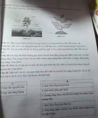 Câu 10: Thế nào là quá trinh chuyên hóa các chát trong tế bào? Hây mó tá quá trinh chuyên hóa các chất trong tế bào dựa vào hình 22.2 .
Hinh 22.2
Hinh 22.3
Câu 11: Hãy hoàn thành chú thích trong hình 22.3 về quá trinh trao đổi chất ở thực vật.
Câu 12: Sinh vật có sử dụng hết toàn bộ các chất được lấy từ môi trường không? Giải thich?
Câu 13: Tại sao một chế độ ăn kiêng nghiêm ngặt sẽ làm giảm quá trình trao đổi chất của cơ thể?
Câu 14: Em hãy dự đoán những quá trình chuyển hoá năng lượng nào diễn ra khi một con báo đang chạy, biết trong tế bào tồn tại nhiều dạng năng lượng khác nhau như cơ năng, nhiệt năng, hoá năng. Giải thich.
Câu 15: Điều gì sẽ xảy ra với sinh vật nếu quá trình trao đổi chất và chuyển hoá năng lượng bị gừng lại? Giải thích.
Câu 16: Hãy nối vai trò của quá trình trao đổi chất và chuyển hoá năng lượng đối với cơ thể inh vật ở cột mathrm(A) và ví dụ ở cột mathrm(B) sao cho phù hợp.

 multicolumn(1)(|c|)( A ) 
 Cung cấp nguyên liệu 
 Cung cấp năng lượng 



 multicolumn(1)(|c|)( B ) 
 a. Quá trình tổng hợp protein 
 b. Quá trình phân giải lipid. 
 
c. Quang năng được chuyển hóa thành hóa năng trong 
quang hợp.
 
 c. Quá trinh tổng hợp diệp lục 
 
d. Hóa năng được chuyển hóa thành nhiệt năng trong 
hô hấp tế bào