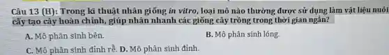 Câu 13 (H) : Trong kĩ thuật nhân giống in vitro, loại mô nào thường được sử dụng làm vật liệu nuôi
cấy tạo cây hoàn chỉnh, giúp nhân nhanh các giống cây trồng trong thời gian ngắn?
A. Mô phân sinh bên.
B. Mô phân sinh lóng.
C. Mô phân sinh đỉnh rễ. D. Mô phân sinh đỉnh.