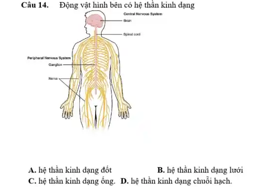 Câu 14. Động vật hình bên có hệ thần kinh dạng
Central Nervous System
A. hệ thần kinh dạng đốt
B. hệ thần kinh dạng lưới
C. hệ thần kinh dạng ống. D. hệ thần kinh dạng chuỗi hạch.