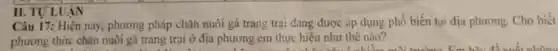 Câu 17: Hiện nay, phương pháp chǎn nuôi gà trang trại đang được áp dụng phổ biến tại địa phương. Cho biết
phương thức chân nuôi gà trang trại ở địa phương em thực hiện như thế nào?
II. TULUAN