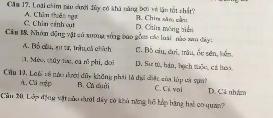 Câu 17. Loài chim nào dưới đây có khả nǎng bơi và lặn tốt nhất?
A. Chim thiên nga
B. Chim sâm cầm
C. Chim cánh cụt
D. Chim mòng biển
Câu 18. Nhóm động vật có xương sống bao gồm các loài nào sau đây:
A. Bồ câu, sư tử, trâu,cá chích
C. Bồ câu, dơi,trâu, ốc sên, hến.
B. Mèo, thủy tức,, cá rô phi, dơi
D. Sư tử, báo., bạch tuộc, cá heo.
Câu 19. Loài cá nào dưới đây không phải là đại diện của lớp cá sụn?
A. Cá mập
B. Cá đuối
C. Cá voi
D. Cá nhám
Câu 20. Lớp động vật nào dưới đây có khả nǎng hô hấp bằng hai cơ quan?