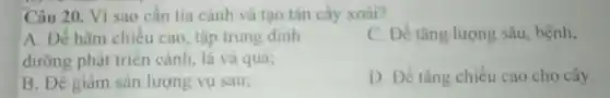Câu 20. Vì sao cần tia cành và tạo tán cây xoài?
A. Đề hãm chiều cao, tập trung dinh
dưỡng phát triển cành, lá và quả;
C. Đề tǎng lượng sâu.bệnh;
B. Để giảm sản lượng vụ sau;
D. Để tǎng chiều cao cho cây.