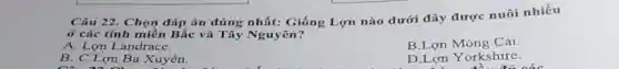 Câu 22. Chọn đáp án đúng nhất: Giống Lợn nào dưới đây được nuôi nhiều
ở các tỉnh miền Bắc và Tây Nguyên?
A. Lợn Landrace.
B.Lợn Móng Cái.
B. C.Lợn Ba Xuyên.
D.Lơn Yorkshire.
Lợn YOIAS. A. các