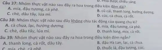 Câu 37:Nhóm thực vật nào sau đây ra hoa trong điều kiện đêm dài?
A. mía, đậu tương, cà phê.
B. củ cải, thanh long, hướng dương.
C. chè, dâu tây, lúa mì.
D. cúc, cà chua , cà rốt.
D. Phia được chiếu sáng.
Câu 38:Nhóm thực vật nào sau đây không chịu tác động của quang chu kì?
A. cà chua , lạc, hướng dương.
B. mía, đâu tương, cà phê.
C. chè, dâu tây, lúa mì.
D. thanh long,mía, cà rốt.
âu 39: Nhóm thực vật nào sau đây ra hoa trong điều kiện đêm ngắn?
A. thanh long, cà rốt , dâu tây.
B. đâu Hà Lan , lạc, cà chua
C mía chè
D. thuốc lá , đậu tương, cúC.