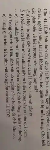 Câu 41.Hình ảnh dưới đây chụp lại hiện tượng xảy ra với các quả cam khi
để lâu ngoài không khí mà không được bảo quản đã bị mốc trắng.. Cho biết
các phát biểu về hiên tượng trên đúng hay sai?
Đa) Hiện tượng xảy ra với quả cam là do vi sinh vật gây ra.
5 b) Nấm men là tác nhân chính gây ra hiện tượng xảy ra trên quả cam.
__
c) Tác nhân gây ra hiện tượng trên có kiểu dinh dưỡng là hóa tự dưỡng.
d) Trong quá trình trên, sinh vật có nguồn nǎng lượng từ chất hữu cơ.
e) Trong quá trình trên, sinh vật có nguồn carbon là
CO2