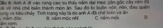 Câu 6: Anh A đi vào rừng cao su thấy nấm dại mọc gần gốc cây nên đã
lái về nhà chế biến thành món ǎn Sau đó bị buồn nôn, nôn, đau quận
lụng và tiêu chảy.Tình trạng này là do anh A đã chế biến và ǎn
D.
nấm độC.
B. nấm mộc nhĩ.
C. nấm mối.
ấm rơm.