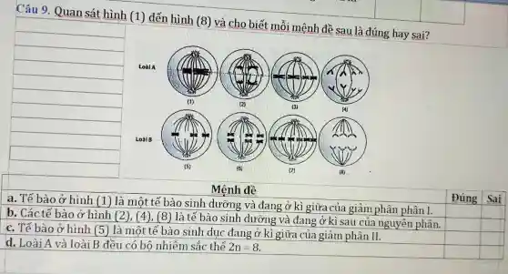 Câu 9. Quan sát hình (1) đến hình (8) và cho biết mỗi mệnh đề sau là đúng hay sai?
square 
square 
square 
square 
square 
square 
square 
square 
square 
square 
square 
Mệnh đề
a. Tế bào ở hình (1) là một tê ' bào sinh dưỡng và đang ở kì giữa của giảm phân phân I.
b. Các tế bào ở hình (2), (4), (8)là tế bào sinh dưỡng và đang ở kì sau của nguyên phân.
square 
square 
c. Tế bào ở hình (5) là một tế bào sinh dục đang ở kì giữa của giảm phân II.
square 
square 
square 
square 
d. Loài A và loàiB đều có bô nhiễm sắc thể 2n=8
square 
square