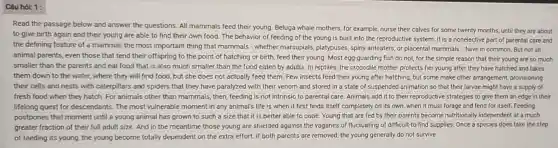 Câu hói: 1:
Read the passage below and answer the questions All mammals feed their young. Beluga whale mothers for example, nurse their calves for some twenty months, until they are about
to give birth again and their young are able to find their own food. The behavior of feeding of the young is built into the reproductive system. It is a nonelective part of parental care and
the defining feature of a mammal, the most important thing that mammals - whether marsupials, playpuses spiny anteaters, or placental mammals - have in common But not all
animal parents, even those that tend their offspring to the point of hatching or birth, feed their young. Most egg -guarding fish do not,for the simple reason that their young are so much
smaller than the parents and eat food that is also much smaller than the food eaten by adults. In reptiles the crocodile mother protects her young after they have hatched and takes
them down to the water, where they will find food, but she does not actually feed them. Few insects feed their young after hatching but some make other arrangement, provisioning
their cells and nests with caterpillars and spiders that they have paralyzed with their venom and stored in a state of suspended animation so that their larvae might have a supply of
fresh food when they hatch. For animals other than mammals, then, feeding is not intrinsic to parental care. Animals add it to their reproductive strategies to give them an edge in their
lifelong quest for descendants. The most vulnerable moment in any animal's life is when it first finds itself completely on its own,when it must forage and fend for itself.Feeding
postpones that moment until a young animal has grown to such a size that it is better able to cope.Young that are fed by their parents become nutritionally independent at a much
greater fraction of their full adult size. And in the meantime those young are shielded against the vagaries of fluctuating of difficult-to-find supplies Once a species does take the step
of feeding its young.the young become totally dependent on the extra effort. If both parents are removed, the young generally do not survive