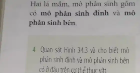 Hai lá mầm.mô phân sinh gồm
có mô phân sinh đỉnh và mô
phân sinh bên.
4 Quan sát Hình 343 và cho biết mô
phân sinh đỉnh và mô phân sinh bên
có ở đâu trên cơ thể thực vật.