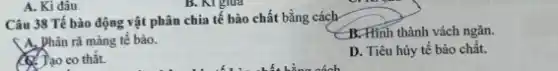 A. Kì đâu
Câu 38 Tế bào động vật phân chia tế bào chất bằng cách
B.Hình thành vách ngǎn.
A, Phân rã màng tế bào.
D. Tiêu hủy tế bào chất.
(1) Tạo co thắt.