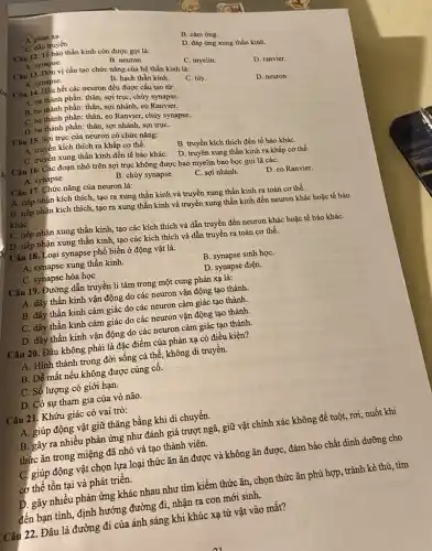 A. phản xa.
C. dẫn truyền
B. cảm ứng.
Câu 12. Tế bào thần kinh còn được goi là:
D. đáp ứng xung thần kinh.
A. synapse.
B. neuron.
C. myelin.
Câu 13. Đơn vị cấu tạo chức nǎng của hệ thần kinh là:
D. ranvier.
A. synapse.
B. hạch thần kinh
C. tủy.
D. neuron
Câu 14. HMu hết các neuron đều được cấu tạo từ:
A. ba thành phần:thân, sợi trục, chùy synapse.
B. ba thành phần: thân,sợi nhánh, co Ranvier.
C. ba thành phần:thân, co Ranvier, chùy synapse.
D. ba thành phần:thân, sợi nhánh, sợi truC.
Câu 15. Sợi trục của neuron có chức nǎng:
A. truyền kích thích ra khắp cơ thể.
B. truyền kích thích đến tế bào kháC.
C. truyền xung thần kinh đến tế bào kháC.
D. truyền xung thần kinh ra khắp cơ thể.
Câu 16. Các đoạn nhỏ trên sợi trục không được bao myclin bao bọc gọi là các:
A. synapse.
B. chùy synapse.
C. sợi nhánh.
D. eo Ranvier
Câu 17. Chức nǎng của neuron là:
A. tiếp nhận kích thích, tạo ra xung thần kinh và truyền xung thần kinh ra toàn cơ thể.
B. tiếp nhận kích thích, tạo ra xung thần kinh và truyền xung thần kinh đến neuron khác hoặc tế bào
kháC.
C. tiếp nhận xung thần kinh, tạo các kích thích và dẫn truyền đến neuron khác hoặc tế bào kháC.
D. tiếp nhận xung thần kinh, tạo các kích thích và dẫn truyền ra toàn cơ thể.
Câu 18. Loại synapse phổ biến ở động vật là:
A. synapse xung thần kinh
B. synapse sinh họC.
C. synapse hóa học
D. synapse điện.
Câu 19. Đường dẫn truyền li tâm trong một cung phản xạ là:
A. dây thần kinh vận động do các neuron vận động tạo thành.
B. dây thần kinh cảm giác do các neuron cảm giác tạo thành.
C. dây thần kinh cảm giác do các neuron vận động tạo thành.
D. dây thần kinh vận động do các neuron cảm giác tạo thành.
Câu 20. Đâu không phải là đặc điểm của phản xạ có điều kiện?
A. Hình thành trong đời sống cá thể không di truyền.
B. Dễ mất nếu không được cùng cố.
C. Số lượng có giới hạn.
D. Có sự tham gia của vỏ não.
Câu 21. Khứu giác có vai trò:
A. giúp động vật giữ thǎng bằng khi di chuyển.
B. gây ra nhiều phản ứng như đánh giá trượt ngã, giữ vật chính xác không để tuột, rơi, nuốt khi
thức ǎn trong miệng đã nhỏ và tạo thành viên.
C. giúp động vật chọn lựa loại thức ǎn ǎn được và không ǎn được, đảm bảo chất dinh dưỡng cho
cơ thể tồn tại và phát triển.
D. gây nhiều phản ứng khác nhau như tìm kiếm thức ǎn,, chọn thức ǎn phù hợp, tránh kẻ thù tìm
đến bạn tình, định hướng đường đi, nhận ra con mới sinh.
Câu 22. Đâu là đường đi của ánh sáng khi khúc xạ từ vật vào mắt?