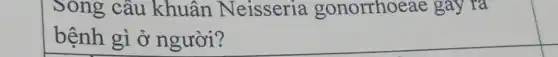 Song câu khuân Neisseria gonorrhoeae gay ra
bệnh gì ở người?