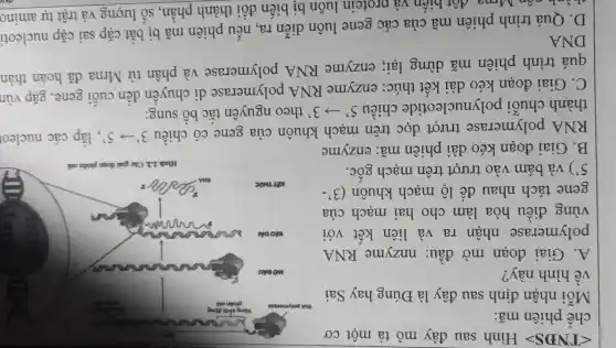 lt TNDSgt  Hình sau đây mô tả một cơ
chế phiên mã:
Mỗi nhân định sau đây là Đúng hay Sai
về hình này ?
A. Giai đoan mở đầu:nnzyme RNA
polymerase nhân ra và liên kết với
vùng điêu hòa làm cho hai mạch của
gene tách nhau để lộ mạch khuôn c 3'-
5') và bám vào trượt trên mạch gốC.
B. Giai đoan kéo dài phiên mã: enzyme
RNA polymerase trượt dọc trên mạch khuôn của gene có chiều
3'arrow 5' , lắp các nucleo
thành chuôi polynucleotide chiều 5'arrow 3' theo nguyên tắc bô sung:
C. Giai đoan kéo dài kết thúc:enzyme RNA polymerase di chuyên đến cuối gene , gặp vùn
quá trình phiên mã dừng lại;enzyme RNA polymerase và phân tử Mrna đã hoàn thàn
DNA
D. Quá trình phiên mã của các gene luôn diễn ra, nếu phiên mã bị bắt cặp sai cặp nucleoti
Mrna đôt biên và protein luôn bị biến đôi thành phân , số lượng và trật tự amino