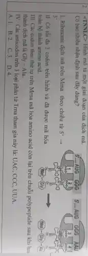 2
lt TNNCC Hình mô tả một giai đoạn của dịch mã.
Có bao nhiêu nhận định sau đây đúng?
I Ribosome dịch mã trên Mrna theo chiều từ 5?->
3^9
II. Có tối đa 3 codon trên hình và đã được mã hóa
toàn bộ thành amino acid.
III. Các codon theo thứ tự trên Mrna mã hóa amino acid còn lại trên chuỗi polypeptide sau khi hoà
thành dịch mã là Gly -Ala.
IV. Các anticodon trên 3 loại phân tử Trna tham gia này là: UAC , CCC , UUA.
A. l . B. 2 . C.3 . D.4.