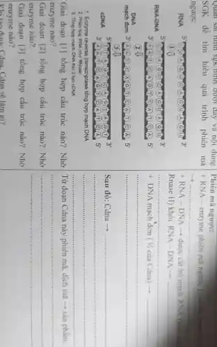 Quan sát hình SgK/hinh dưới đây và nội dung
SGK để tìm hiểu quá trình phiên mã
ngược
RNA
5
A	A C A
3"
11
5
RNA-DNA	A (G) 0
3
3' A (A) (C) (A)(B) (7) C A.(f) (C) A 5'
DNA
2
mạch đơn 3' A (A) (C) (A)G.(T) (C).A (1) (C) (A) 5'
3
5'
)(6)(T)(A](G)(7)
3'
CDNA
3'	(C) (A) G	(T) (C) (A) 5'
1. Enzyme reverse transcriptase tổng hợp mạch DNA
2. Phân hủy RNA nhở RNase
3. Tổng hợp mạch DNA thứ 2 tạo cDNA
Giai đoạn [1] tông hợp câu trúc nào ? Nhờ
enzyme nào?
Giai đoan [2] tổng hợp cấu trúc nào? Nhờ
enzyme nào?
Giai đoạn [3] tổng hợp cấu trúc nào? Nhờ
enzyme nào?
Khi tao được . Cdna. Cdna sẽ làm gì?
Phiên mã ngược:
+RNA -enzyme phiên mã ngược (reverse transcript
__
+RNA -DNA ­­­­→ được cắt bỏ mạch RNA (nhờ enz
Rnase H) khỏi RNA-DNAarrow 
+DNA mạch đơn ( 1/2 của Cdna)are
__ cost ecc
coss ....
__
Sau đó: Cdna ->an ten
.....
Từ đoạn Cdna này phiên mã dịch mã ­­­­→sản phâm:
__ ...........street
