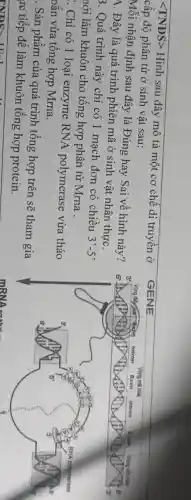 lt TNDSgt 
Hình sau đây mô tả một cơ chế di truyền ở
cấp độ phân tử ở sinh vật sau:
Mỗi nhận định sau đây là Đúng hay Sai về hình này?
4. Đây là quá trình phiên mã ở sinh vật nhân thực.
3. Quá trình này chỉ có 1 mạch đơn có chiều
3'-5
nới làm khuôn cho tổng hợp phân tử Mrna .
. Chỉ có 1 loại enzyme RNA polymerase vừa tháo
oắn vừa tổng hợp Mrna.
. Sản phẩm của quá trình tổng hợp trên sẽ tham gia
ực tiếp để làm khuôn tổng hợp protein.
INDS-UNI