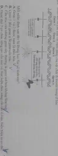 trúc và chức nǎng của vật chất di truyền trong tê bào.
Gene 1 Gene 2 Gene 3	Gene n
Mỗi nhận định sau dây là Đúng hay Sai yê hình này?
A. Gene 1 và 2 được xem là điêu hòa.
B. Gene 3 đến gene n là gene câu trúC.
C. Cấu trúc của những gene này thường là gene mã hóa không liên tục),
D. Gene thứ 3 có chức nǎng tạo câu trúc và thực hiện chức nǎng câu tạo tế bào, biểu hiện ra cơ thể.